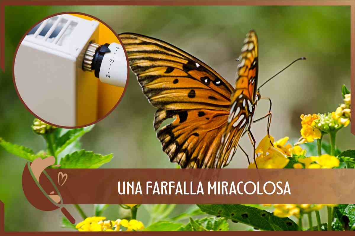 Farfalla