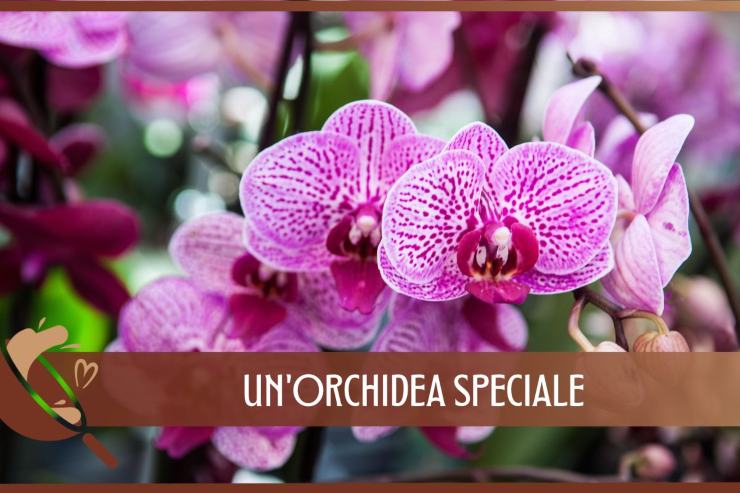 Orchidea