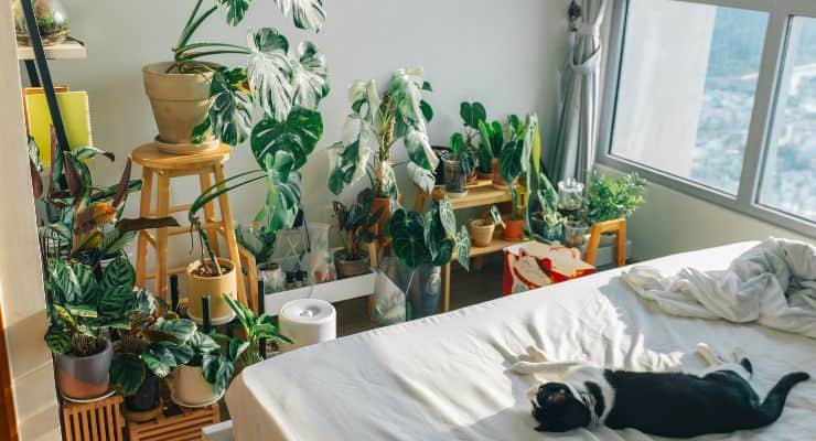 piante in camera da letto