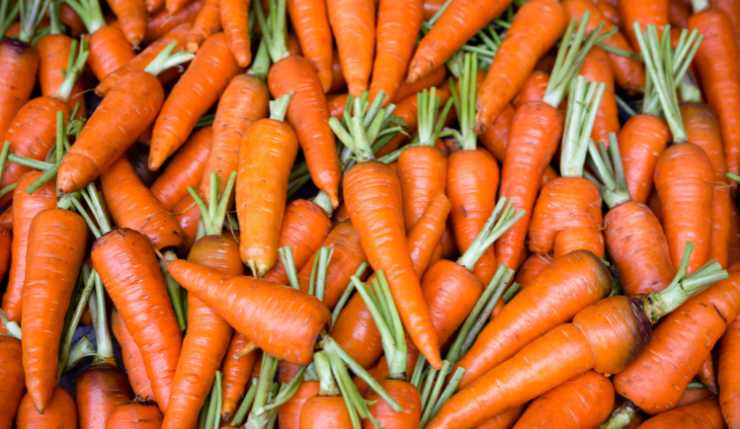 Sfondo carote