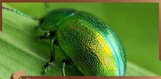 Cimici verdi problema trucchi