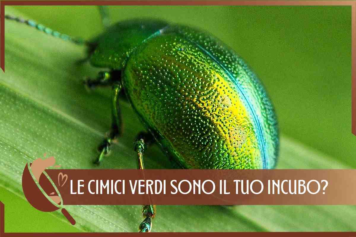 Cimici verdi problema trucchi