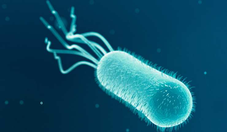 E. Coli al microscopio