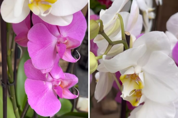 Benedetta Rossi e le sue orchidee 
