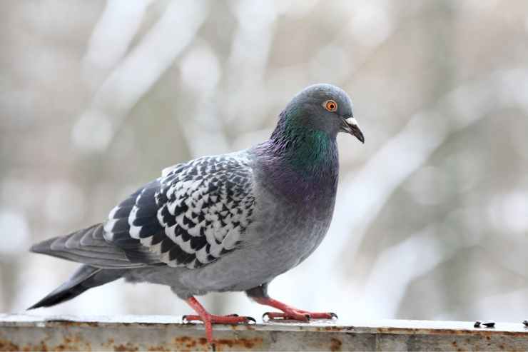 TRUCCO PICCIONI LONTANI