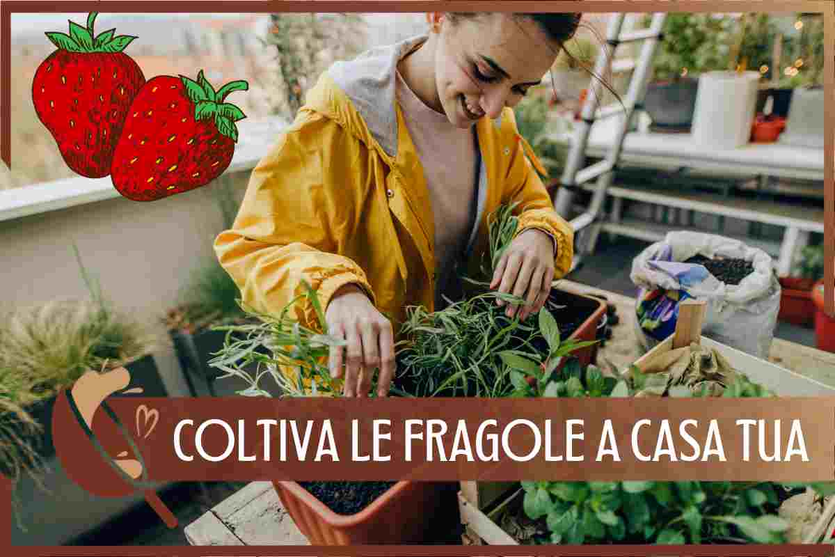 Fragole in balcone