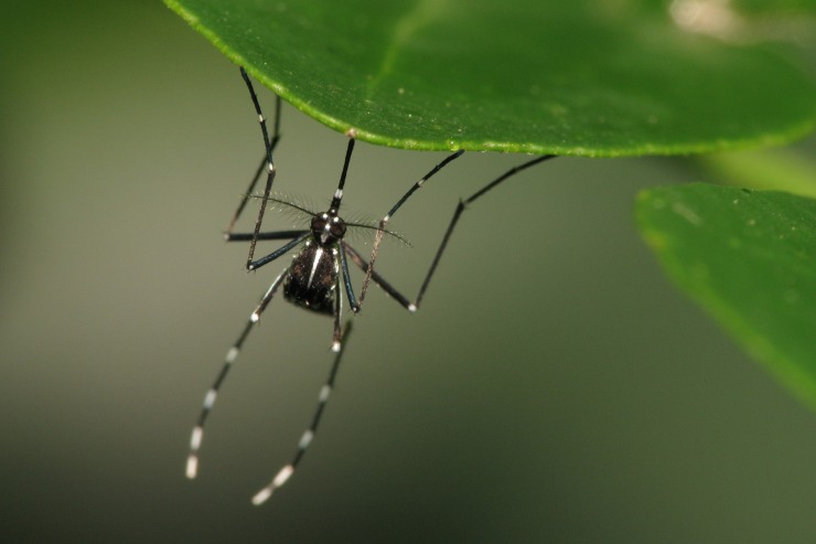 rimedi naturali contro prurito delle punture di zanzara