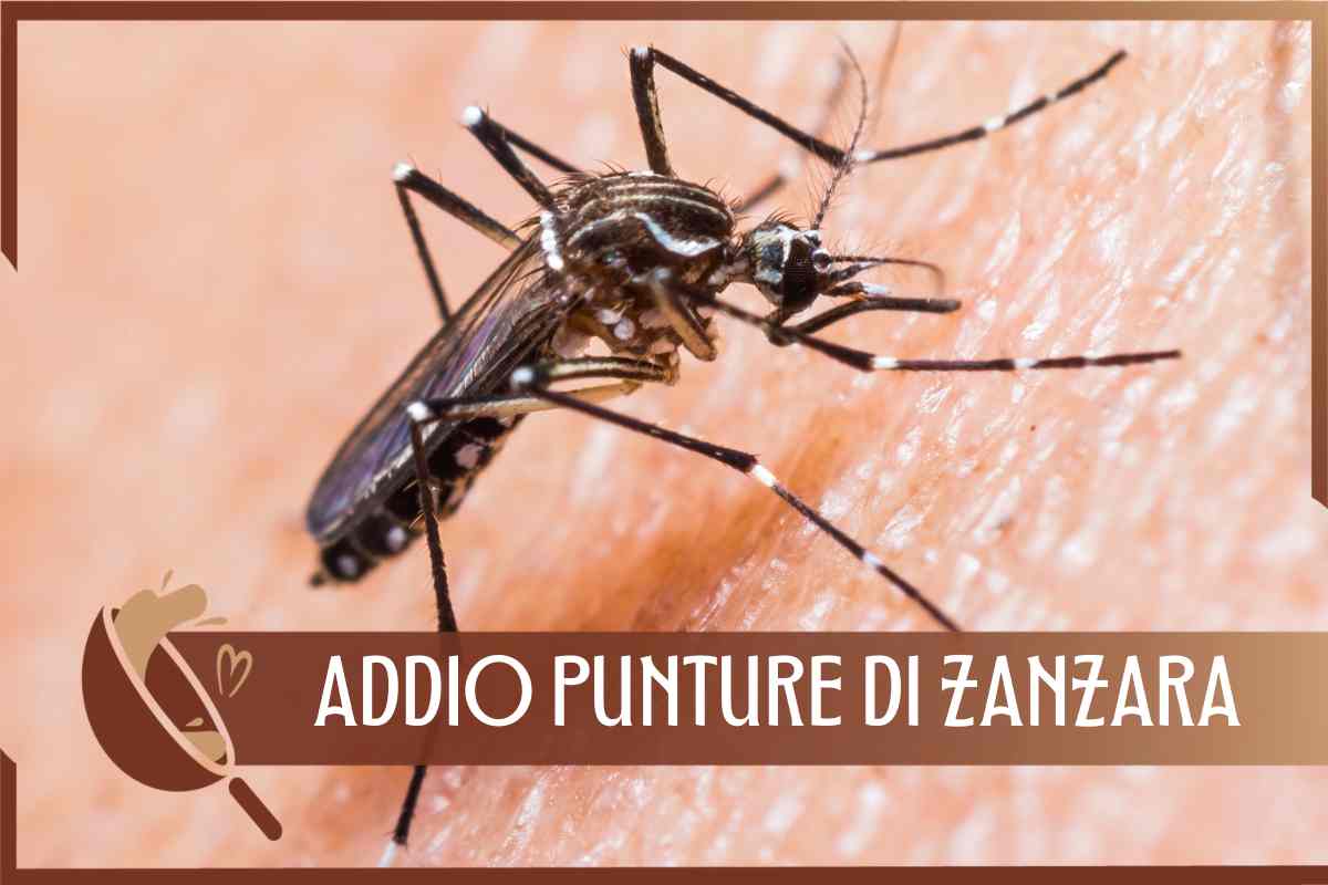 rimedi naturali contro prurito delle punture di zanzara 
