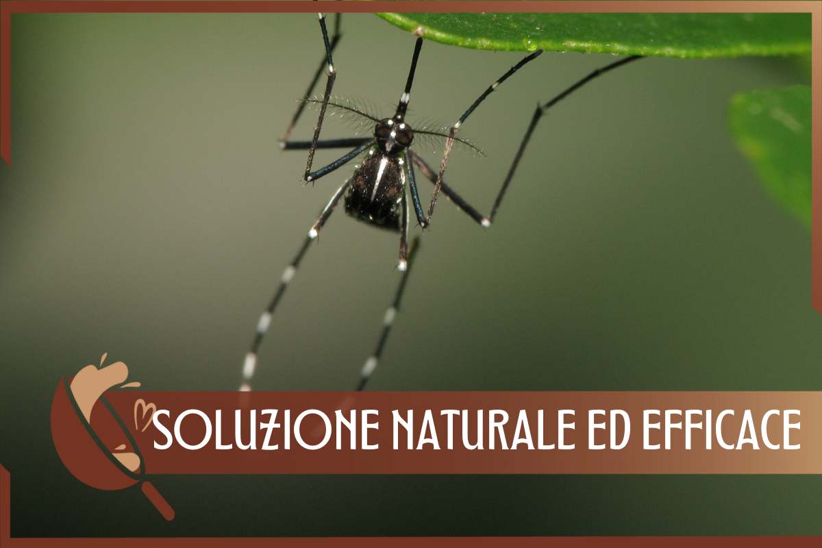 soluzione naturale per pulire la zanzariera